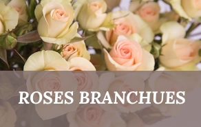 Roses Branchues